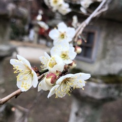 春の香り