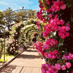 バラ香る5月