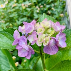 小さなお庭の小さな紫陽花