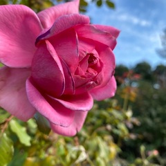 青空と秋の薔薇