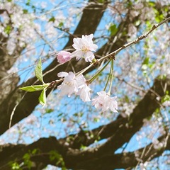 風と木と