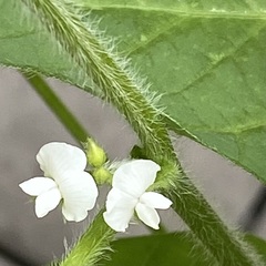 植物と暮らす