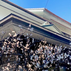 梅の花とお茶の香り