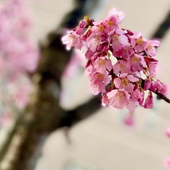 街の桜