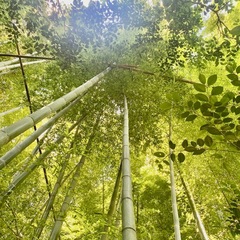 緑の空気