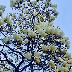 花咲く通り