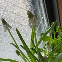 植物の名前