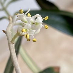 花の咲く木