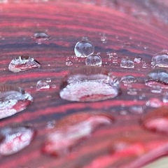 雨の季節のお楽しみ