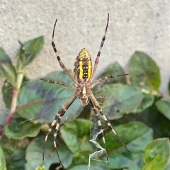 秋がきた