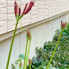 今年の紅