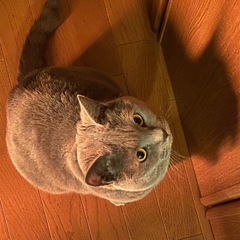 ねこの日が近づく