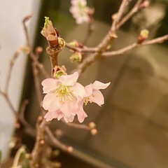 お教室に春の先触れ