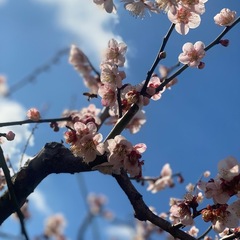 名古屋で一番高い山
