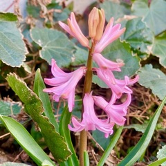 小さなお庭に春が来た