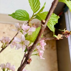 桜若葉