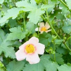 季節を楽しむ