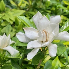 クチナシの季節